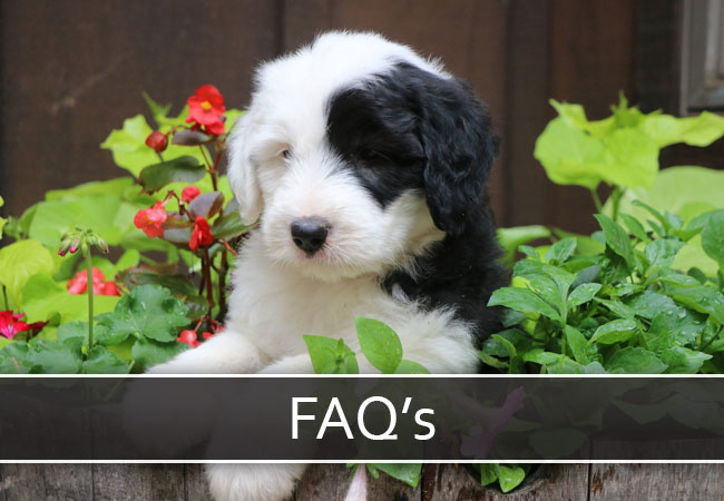 Sheepadoodle Puppies For Sale