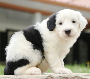 Mini-Daisy