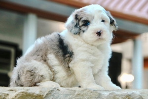 Standard- Marie/ Rush