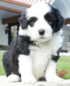 Mini Sheepadoodles