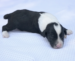 Mini-Milo