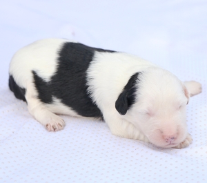 Mini-Daisy