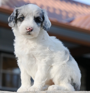 Mini-Dixie