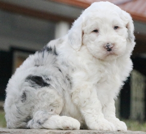 Standard- Marie/ Rush