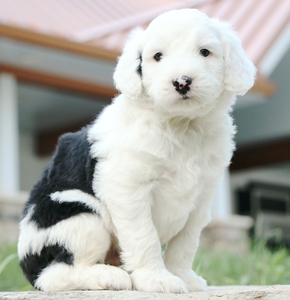 Beau 