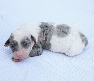 Micro- Bailey