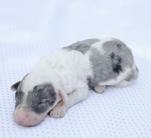 Micro-Buddy