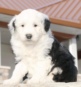 Mini-Sadie