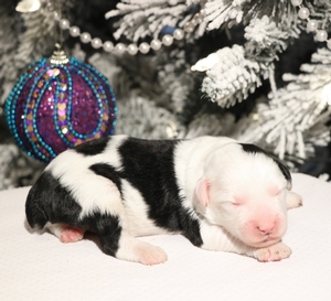 Mini-Beau