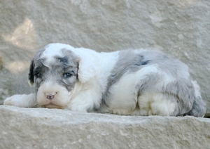 Micro-Buddy