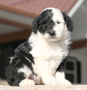 Mini- Benson