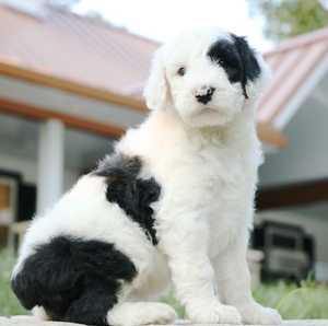 Bailey 