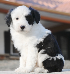 Mini-Charlie