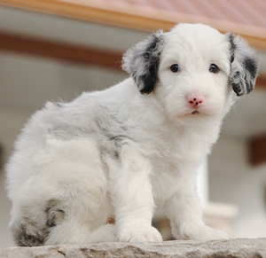 Mini-Buddy