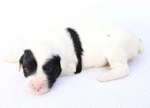 Mini-Lola