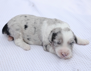 Mini-Bailey