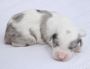 Mini-Tucker