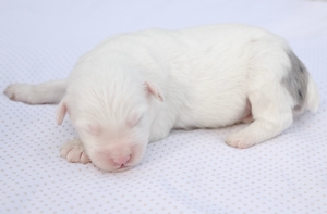 Mini-Winston
