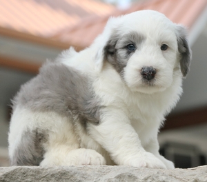Mini-Beau