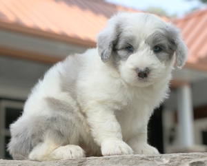 Mini-Tucker