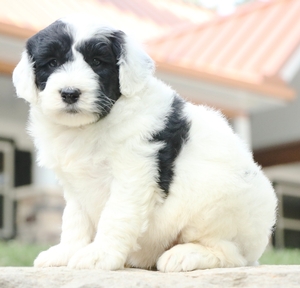 Mini-Lola