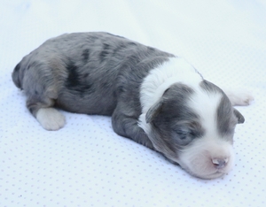 Micro-Luna