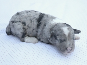 Micro-Ava