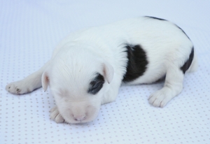 Micro-Bear