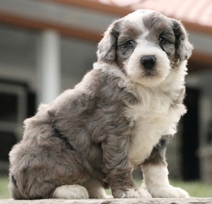 Micro-Luna