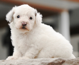 Micro-Cooper