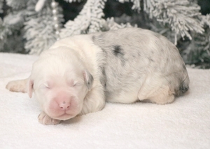 Standard- Marie/ Rush