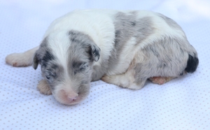 Mini-Winston