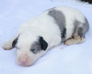 Mini-Aspen