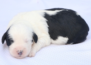 Mini-Luna