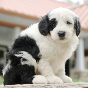 Mini-Luna