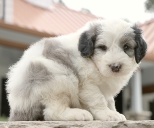 Mini-Aspen