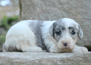 Micro- Bailey