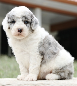 Micro-Millie