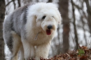 Old English Sheepdog Breed Photo