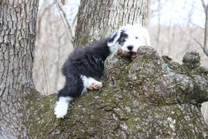 Puppies Category Photo
