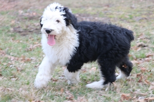 Sheepadoodles Breed Photo