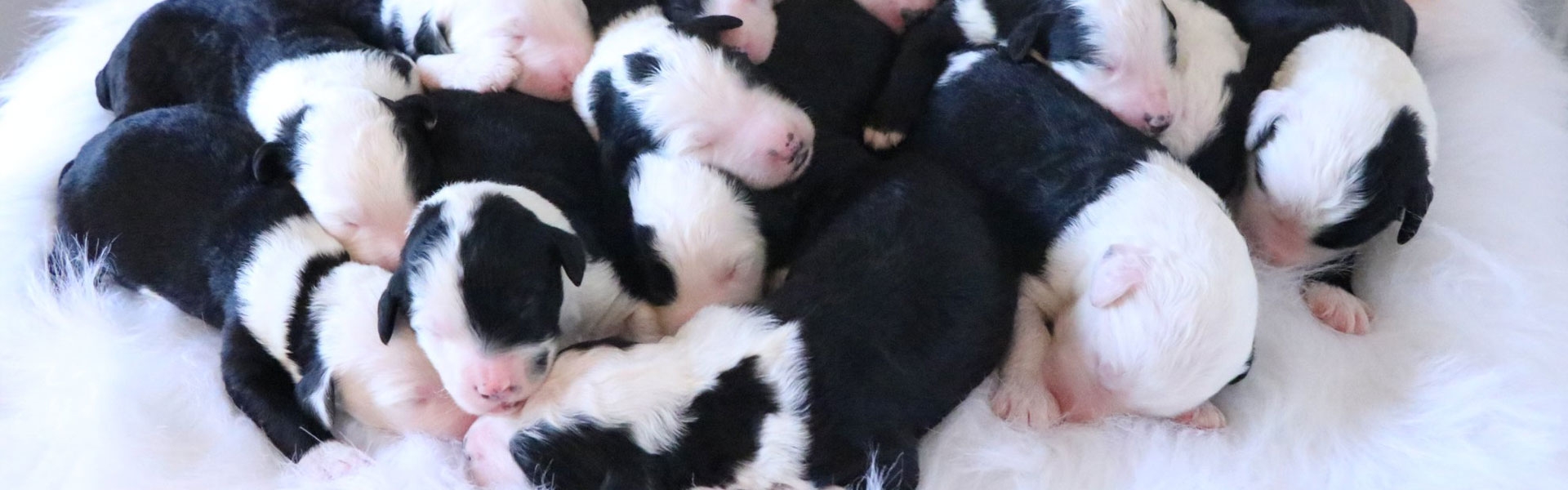 Puppies Sold Puppies Sold