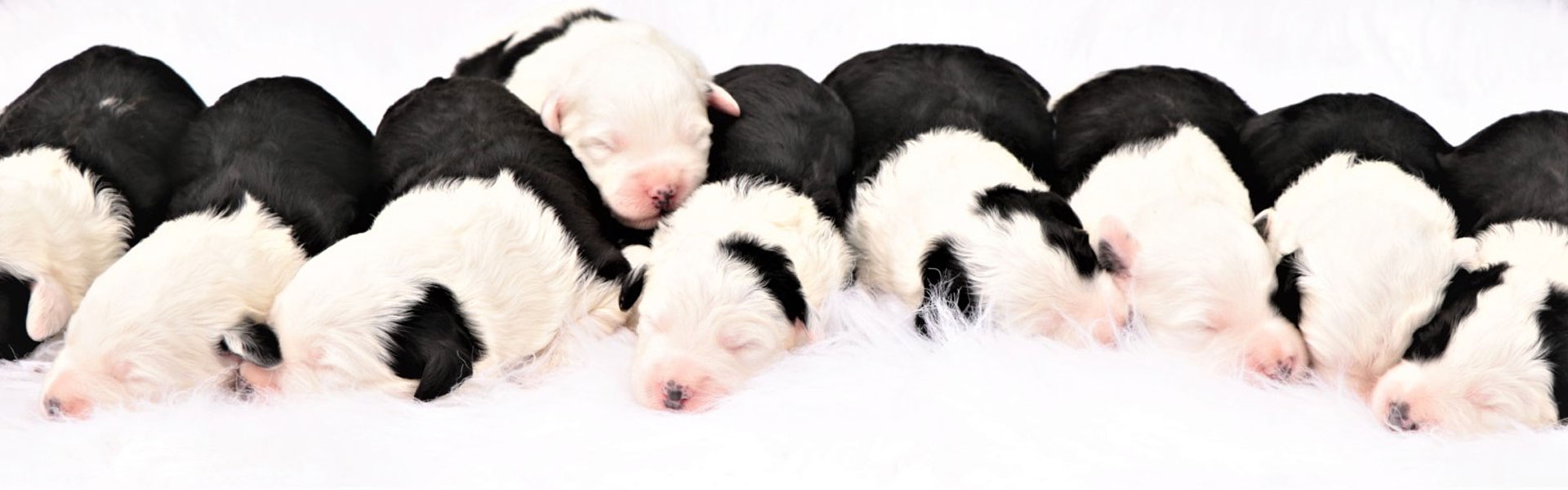 Valley View Sheepadoodles Pricing Valley View Sheepadoodles Pricing