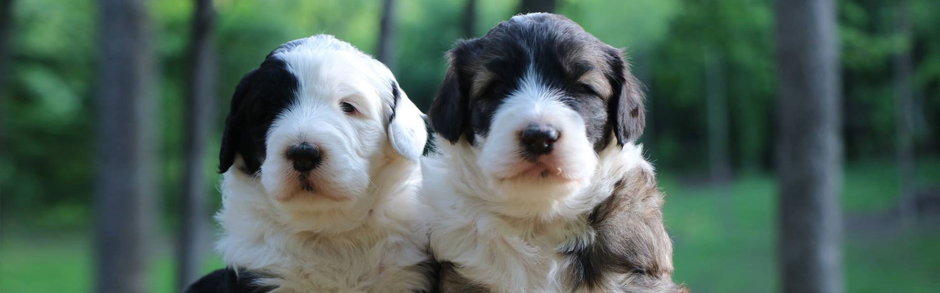Dogs