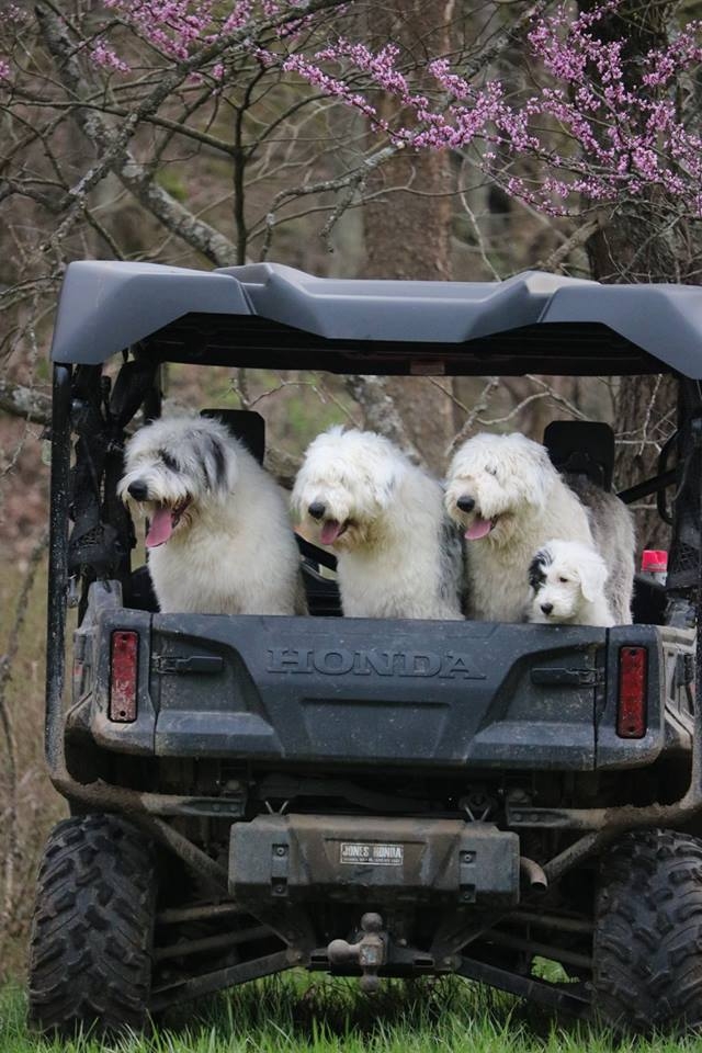 i love sheepadoodle