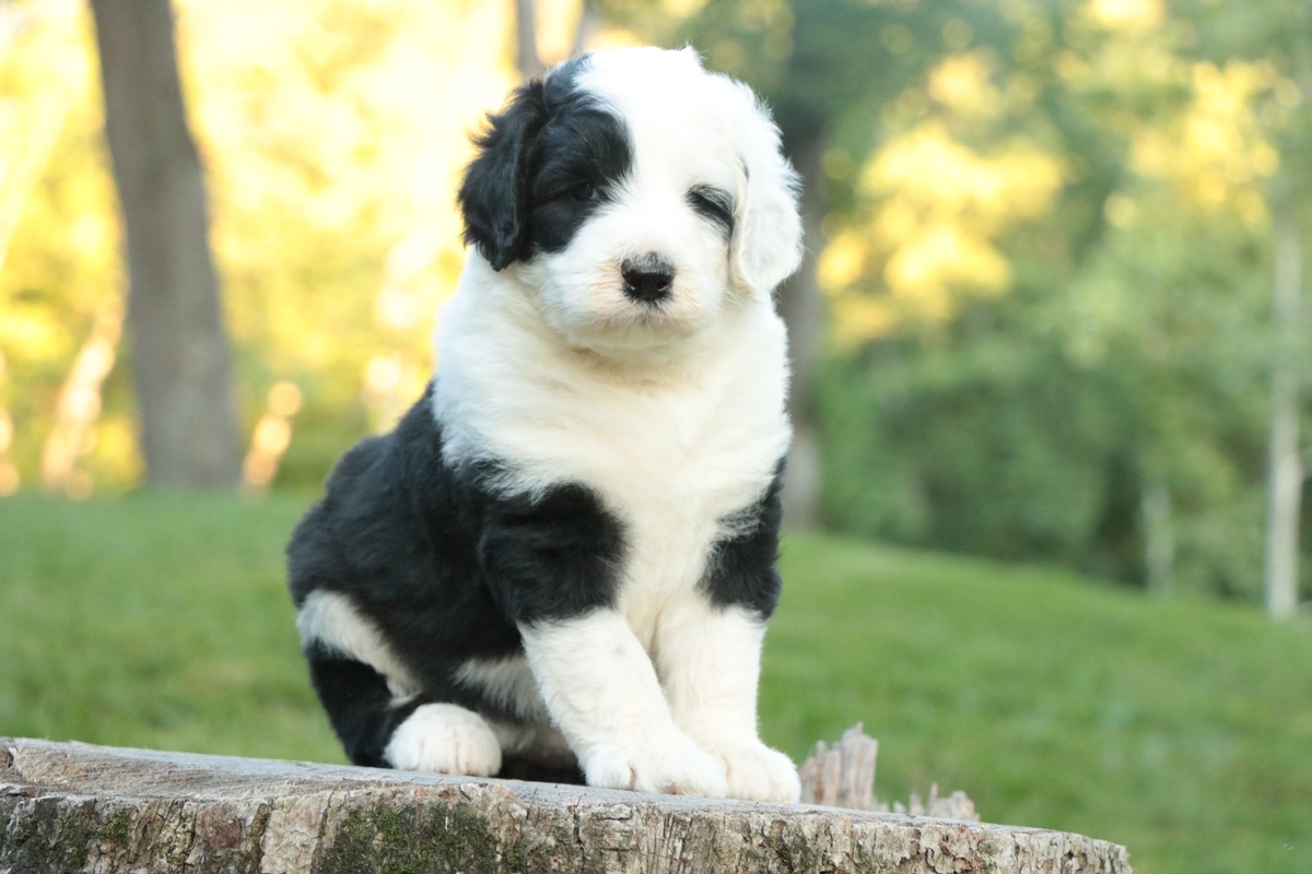 Sheepadoodle Breeders - SHEEPADOODLES.ORG - Sheepadoodle, Cute dogs, Cute  baby animals